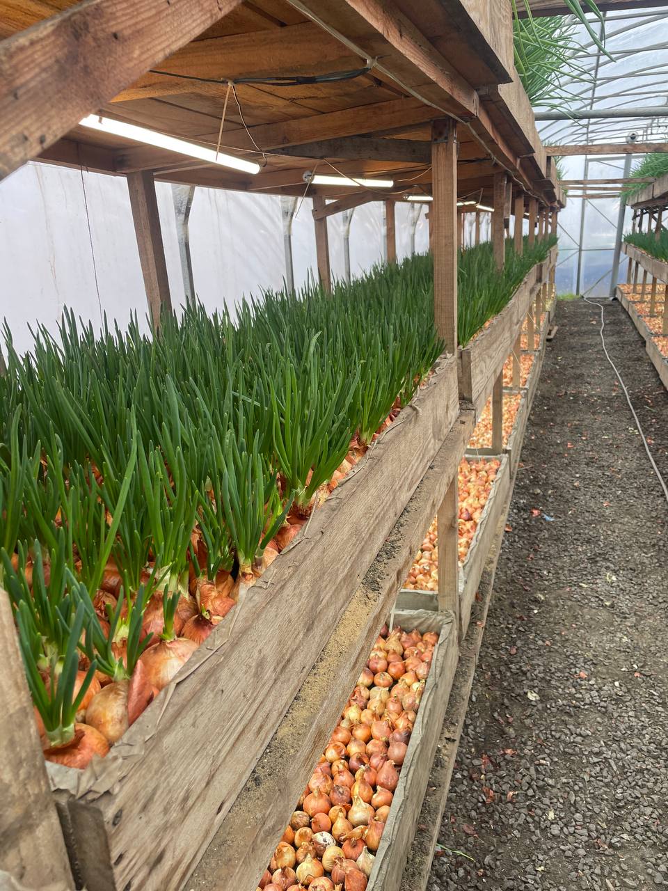 Теплиця для вигонки лука-пера — Одеська область