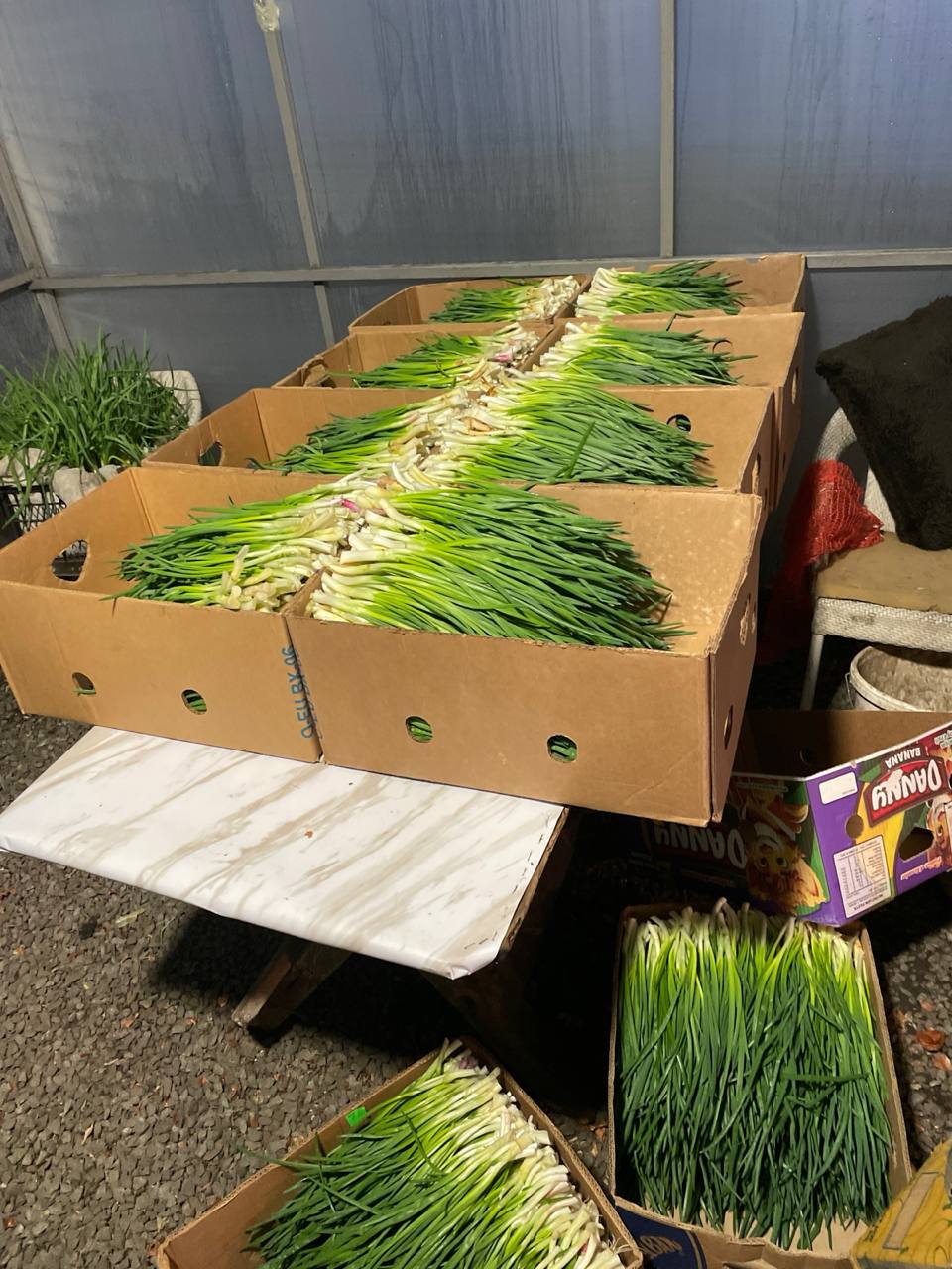 Лук-перо оптом у бананках — пакування для доставки
