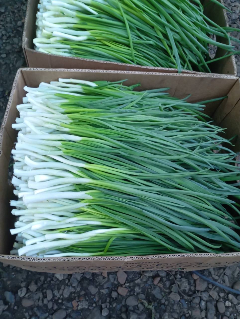 Свіже перо зеленої цибулі — зрізане та готове до відправки