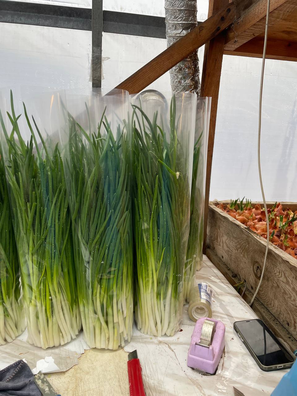 Лук-перо у плівковому пакуванні по 2 кг