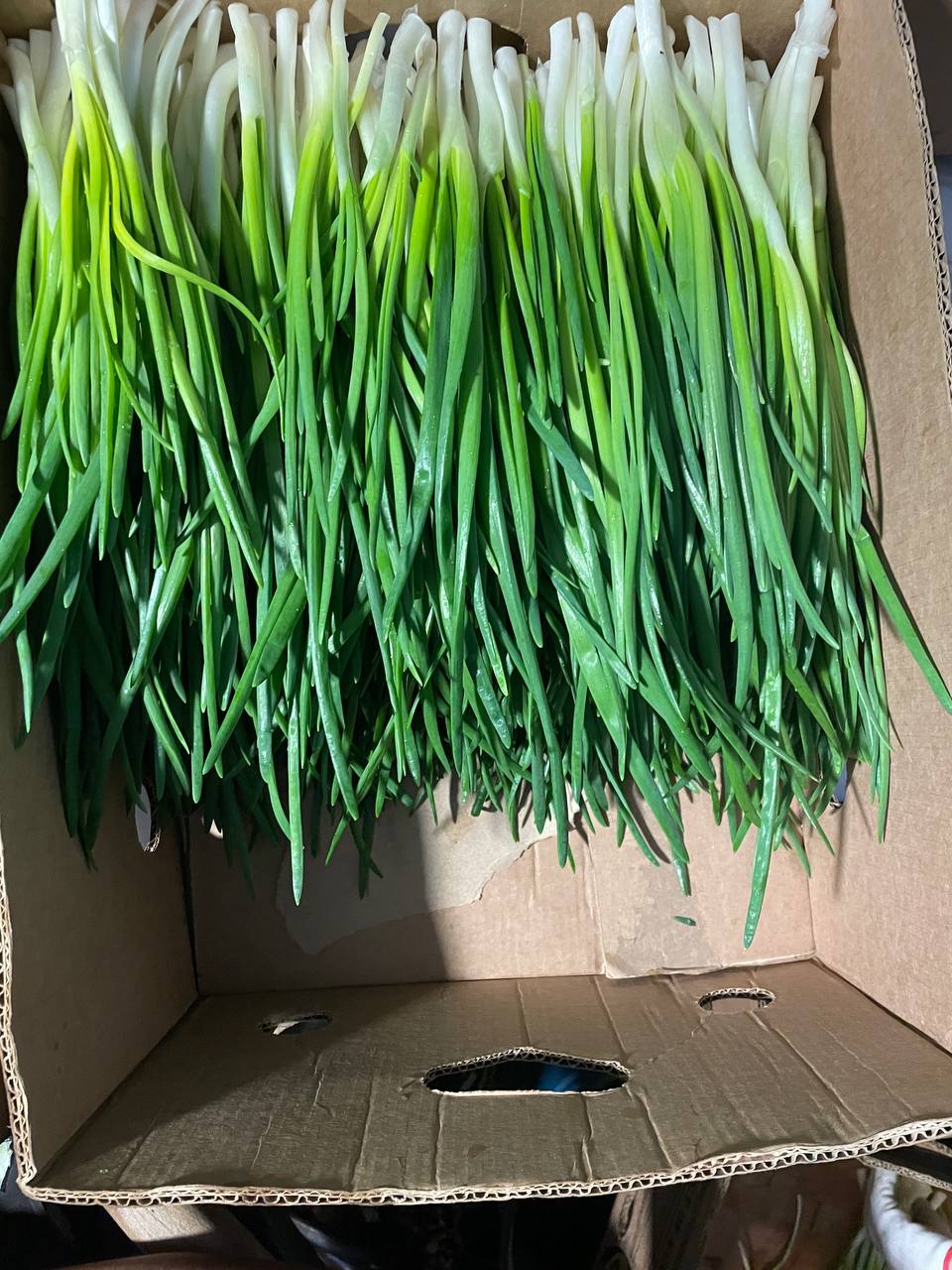 Свіжозрізаний лук-перо преміальної якості