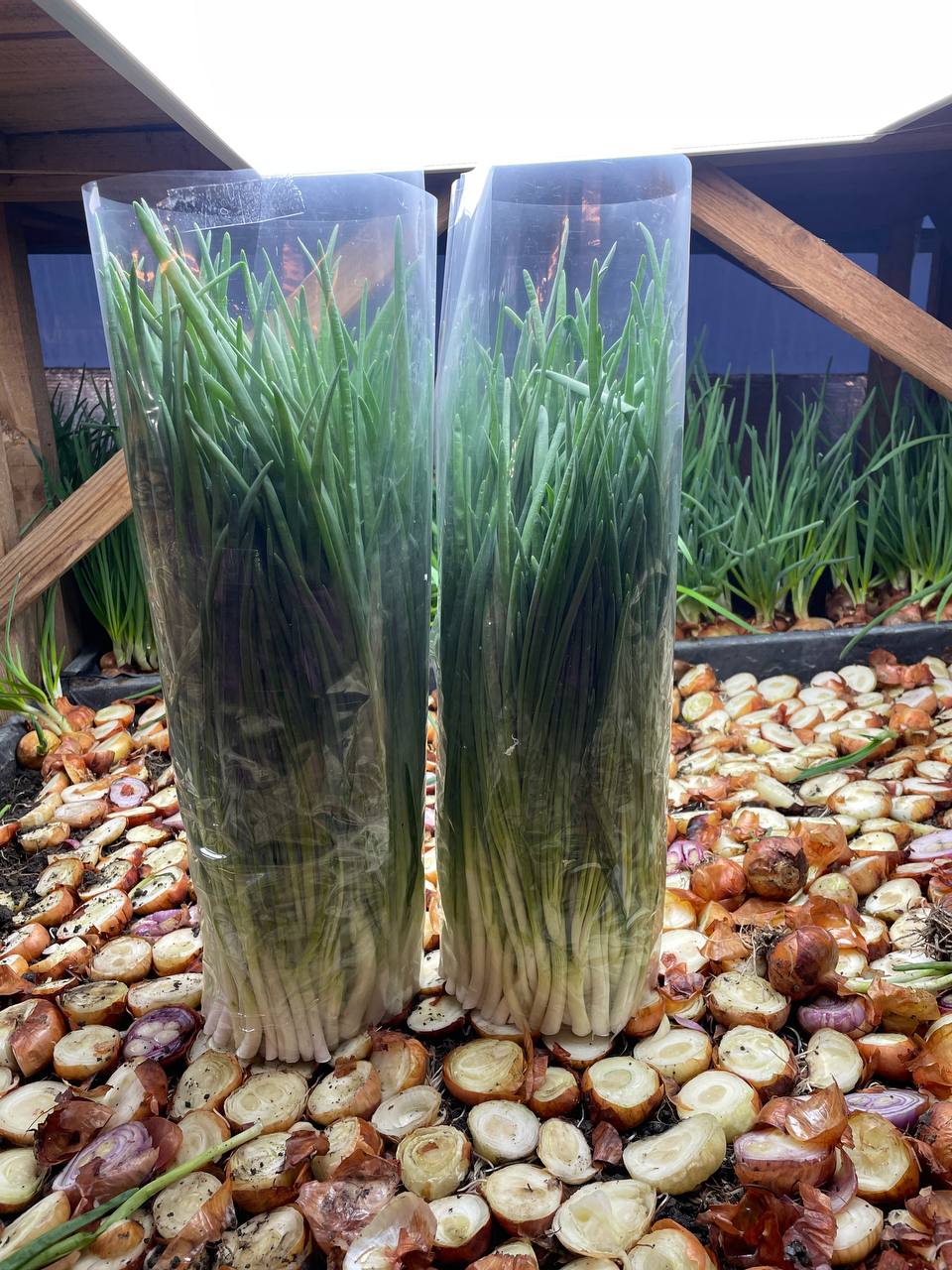 Упаковане перо зеленої цибулі на грядці теплиці